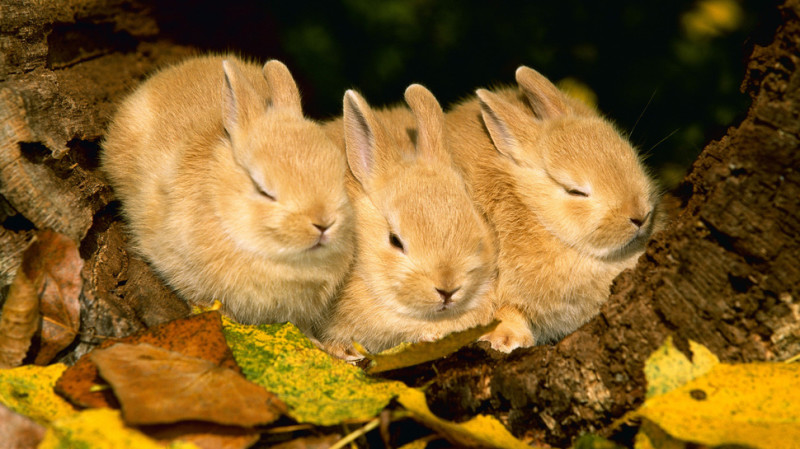 Rabbit Rabbit October